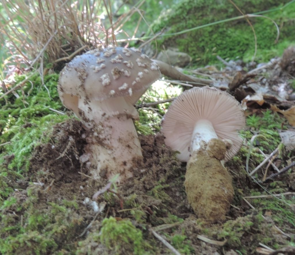 Amanita